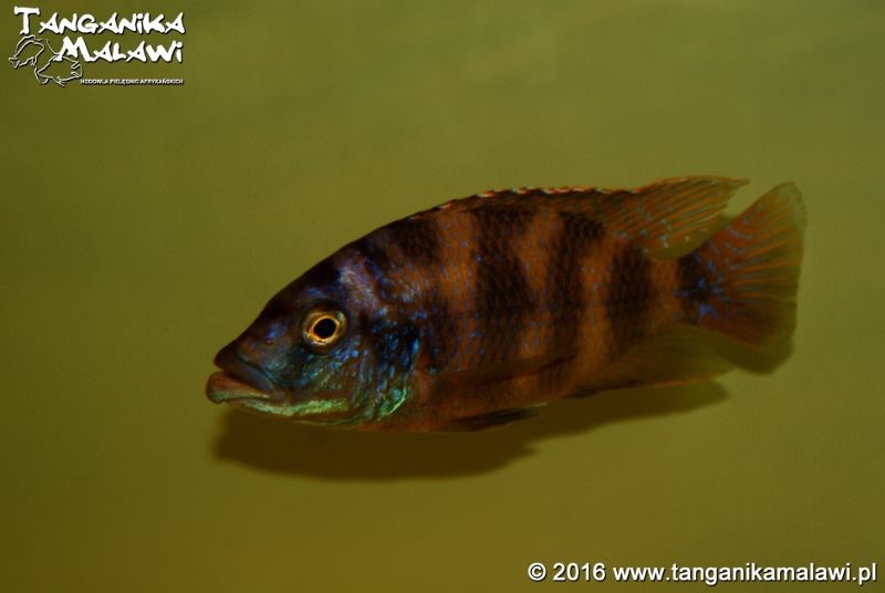 Placidochromis milomo